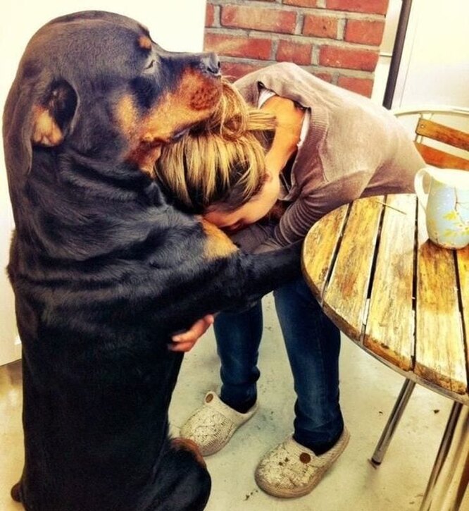 пес утешает хозяйку милое фото