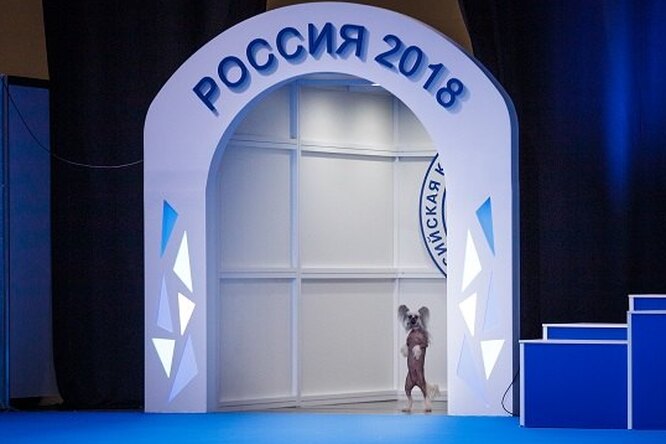 Фестиваль для владельцев собак – 2-4 ноября в Москве