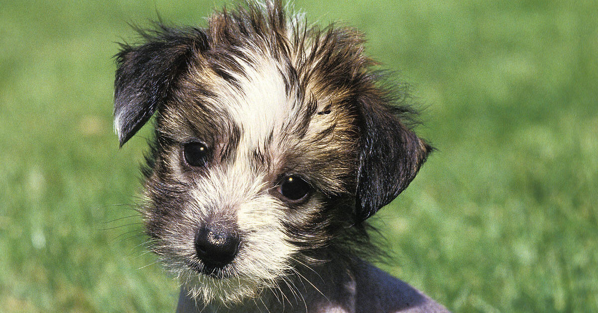 Épinglé par khadija sur animali Petit chien, Animales, Chien