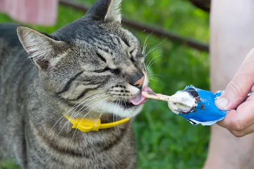 кошка лижет мороженое