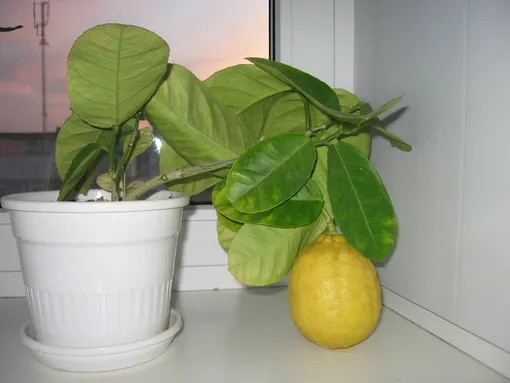 Обрезка и пересадка лимона