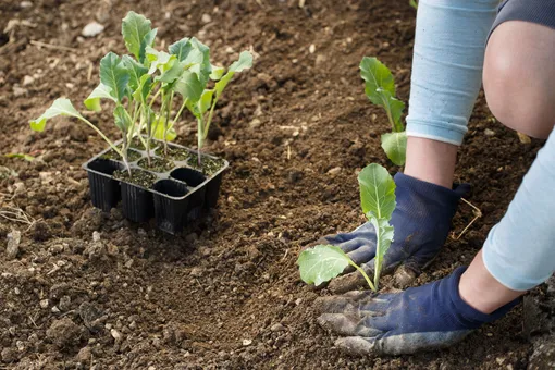Как правильно выращивать цветную капусту: всё о посадке, подкормке и уходе