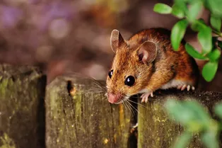 От каких запахов мыши убегут из вашего дома