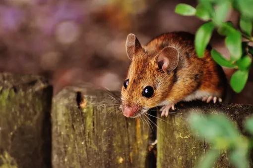 От каких запахов мыши убегут из вашего дома
