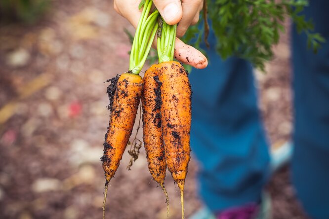 Посадка моркови в открытый грунт: когда и как сажать — сроки, подготовкасемян, выбор сортов