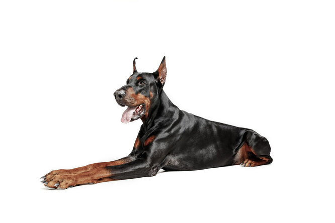 Доберман, самая умная порода собак фото