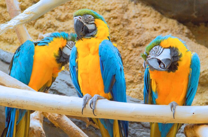 Попугаи ара (макао)
