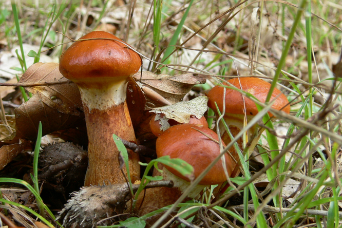 Houby máslové - sbíráme až do mrazů!