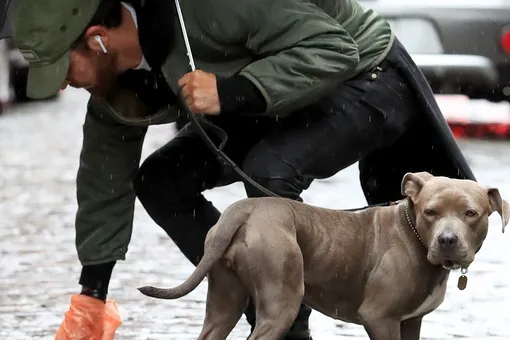 Охранник прославился, отдав свой зонтик собаке во время дождя