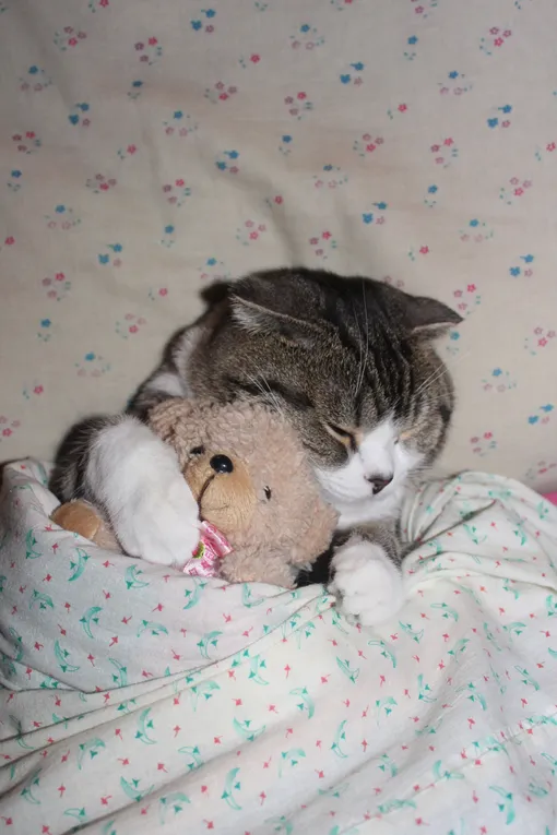 Кошка носит игрушку из-за сильного стресса