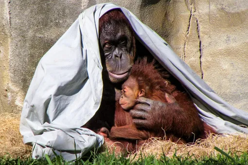 Гордый отец: орангутан взялся за воспитание дочери после смерти мамы
