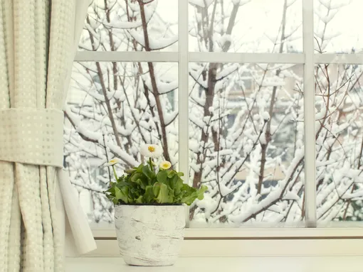 Зимовка комнатных растений