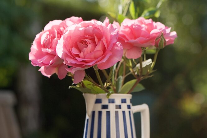 5 способов сохранить подаренные цветы свежими