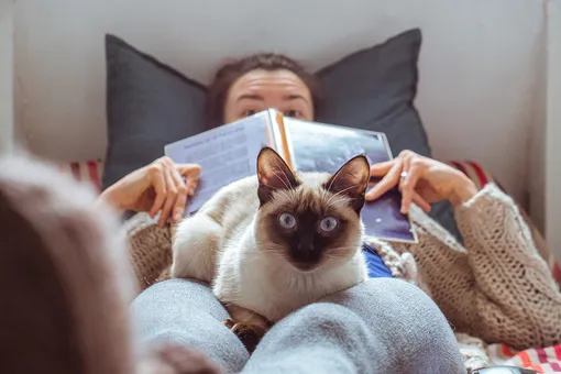 Почему все любят котиков Почему все любят котиков