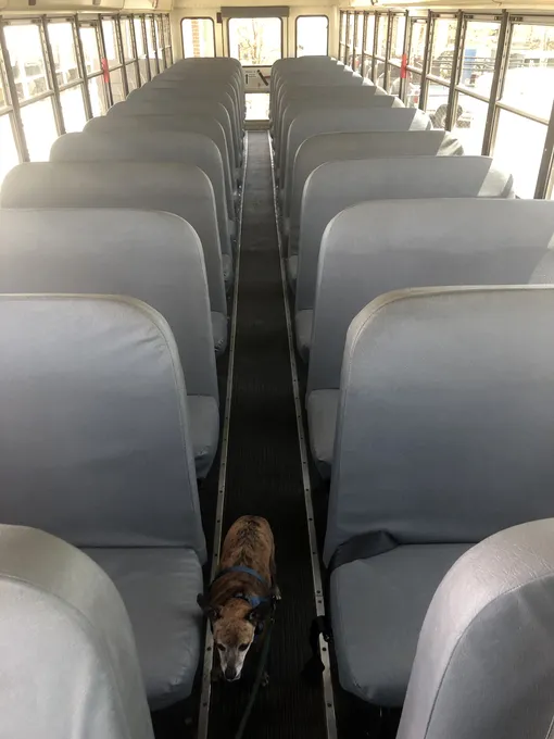 собака, автобус