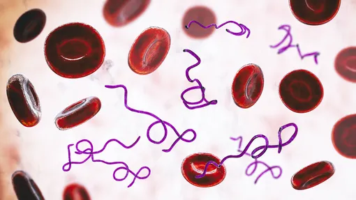 Бактерии рода Borrelia в крови человека