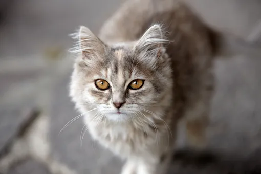 Спокойные породы кошек — сибирская кошка