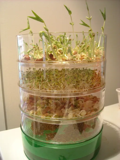 Описание способа проращивание микрозелени при помощи спраутера
