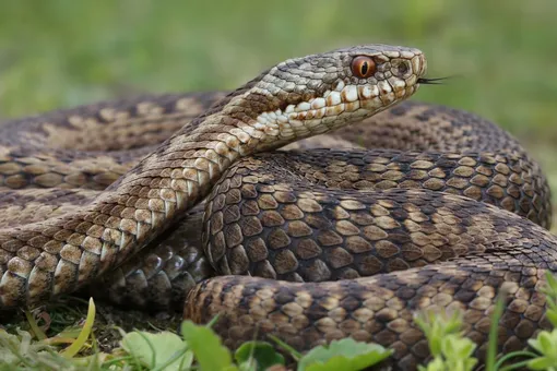 Змеи на участке: что делать, если по соседству живут опасные рептилии