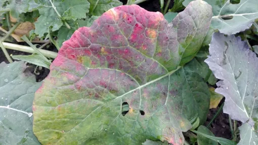 При недостатке фосфора тыльная сторона листьев и черенки окрашиваются в густо-фиолетовый