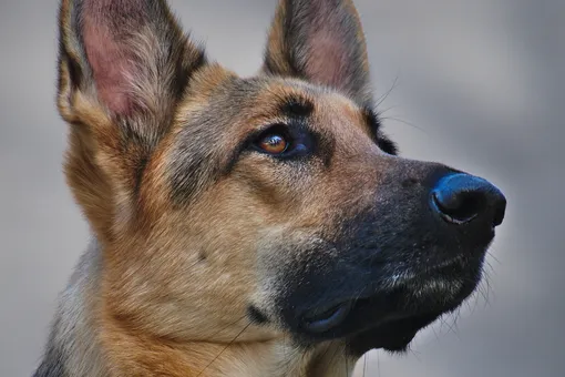Молчаливый пес спас жизнь хозяевам, предупредив об утечке газа