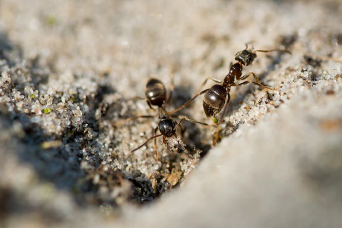 как избавиться от садовых муравьев которые строят свои гнезда в огороде