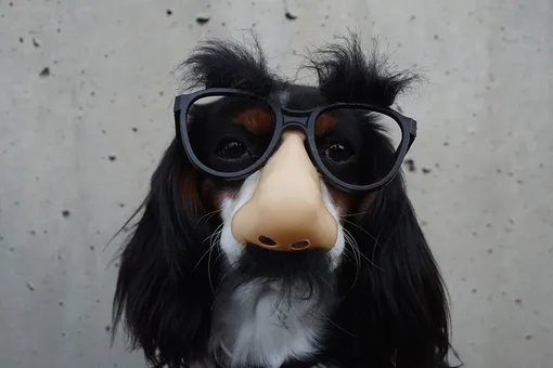 10 «карантинных» видео с собаками, которые заставят рассмеяться каждого
