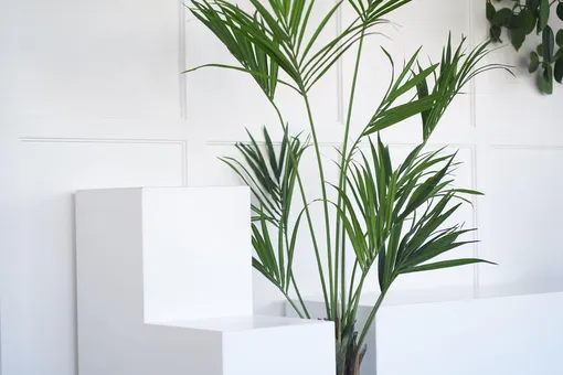 пальма трендовые растения 2022