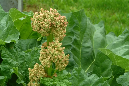 На кислых почвах хорошо растут овощи с кислым вкусом, например щавель и ревень