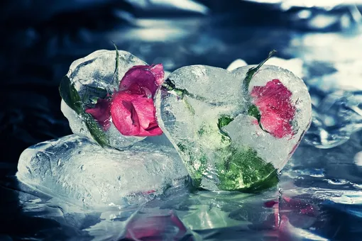 Лёд – во благо срезанных цветов