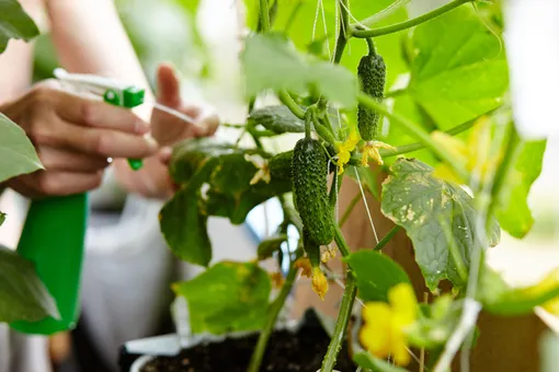 Урожай круглый год: как вырастить огурцы в пакете на окне или на балконе?
