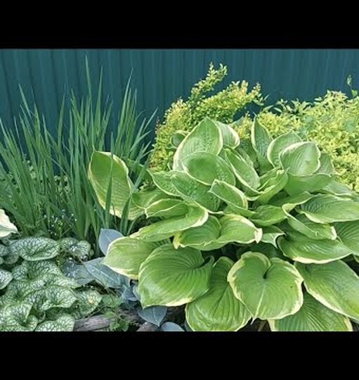 Нажми и смотри