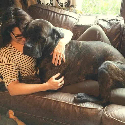 большая собака в обнимку с хозяйкой