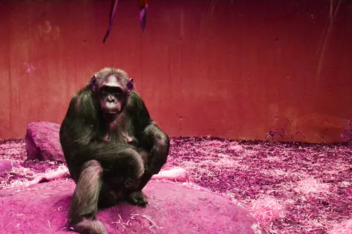 Zoom-свидание для шимпанзе: в Чехии придумали, как подбодрить питомцев зоопарка