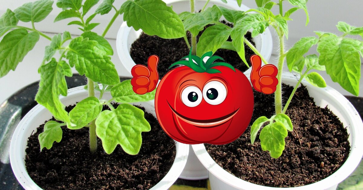 Посеять томаты в апреле на рассаду. Rfrсеять помидоры на рассаду. Рассада помидор в апреле. Томат лунный шар. Когда сажать помидоры на рассаду.
