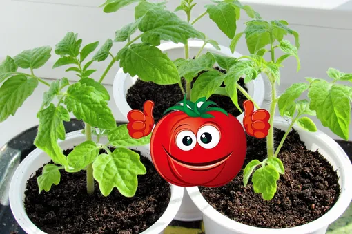 Когда сеять помидоры на рассаду в апреле 2024 года по лунному календарю: ещё не поздно получить огромный урожай