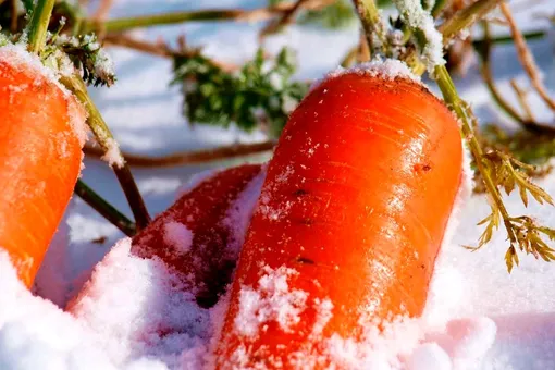 Как посадить морковь под зиму, чтобы получить богатый урожай уже в начале лета