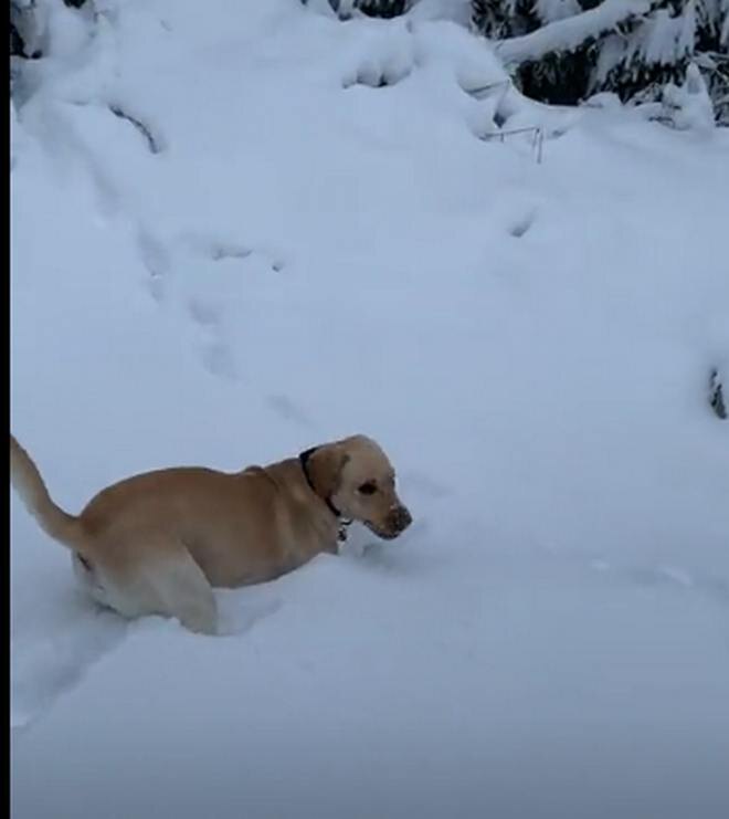 собака на снегу