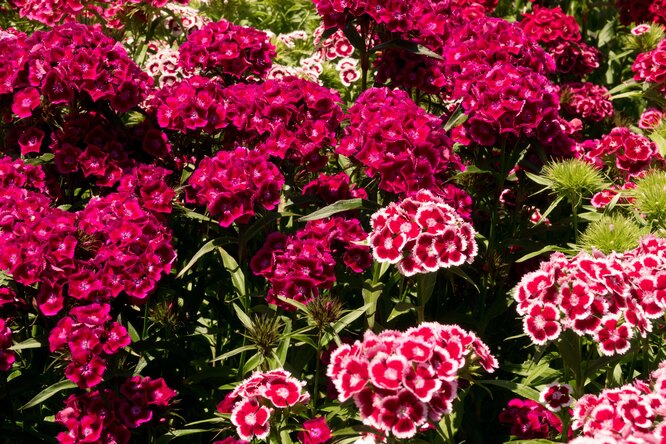 Гвоздика садовая: посадка и уход в открытом грунте (52 фото). Как размножить гвоздику голландскую? Как ухаживать после цветения?