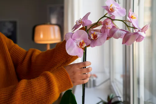 почему суеверные люди не держат дома орхидеи