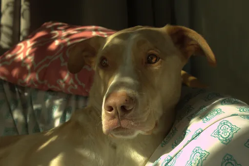 Любовь творит чудеса: посмотрите на невероятное преображение этой бездомной лысой собаки