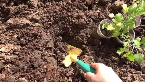 Почва для посадки хризантем