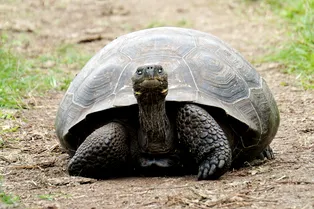 Огромная черепаха сбежала из зоомагазина в поисках подруги
