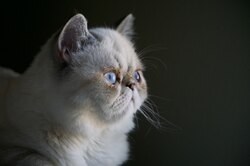 Что делать, если у кота запор?