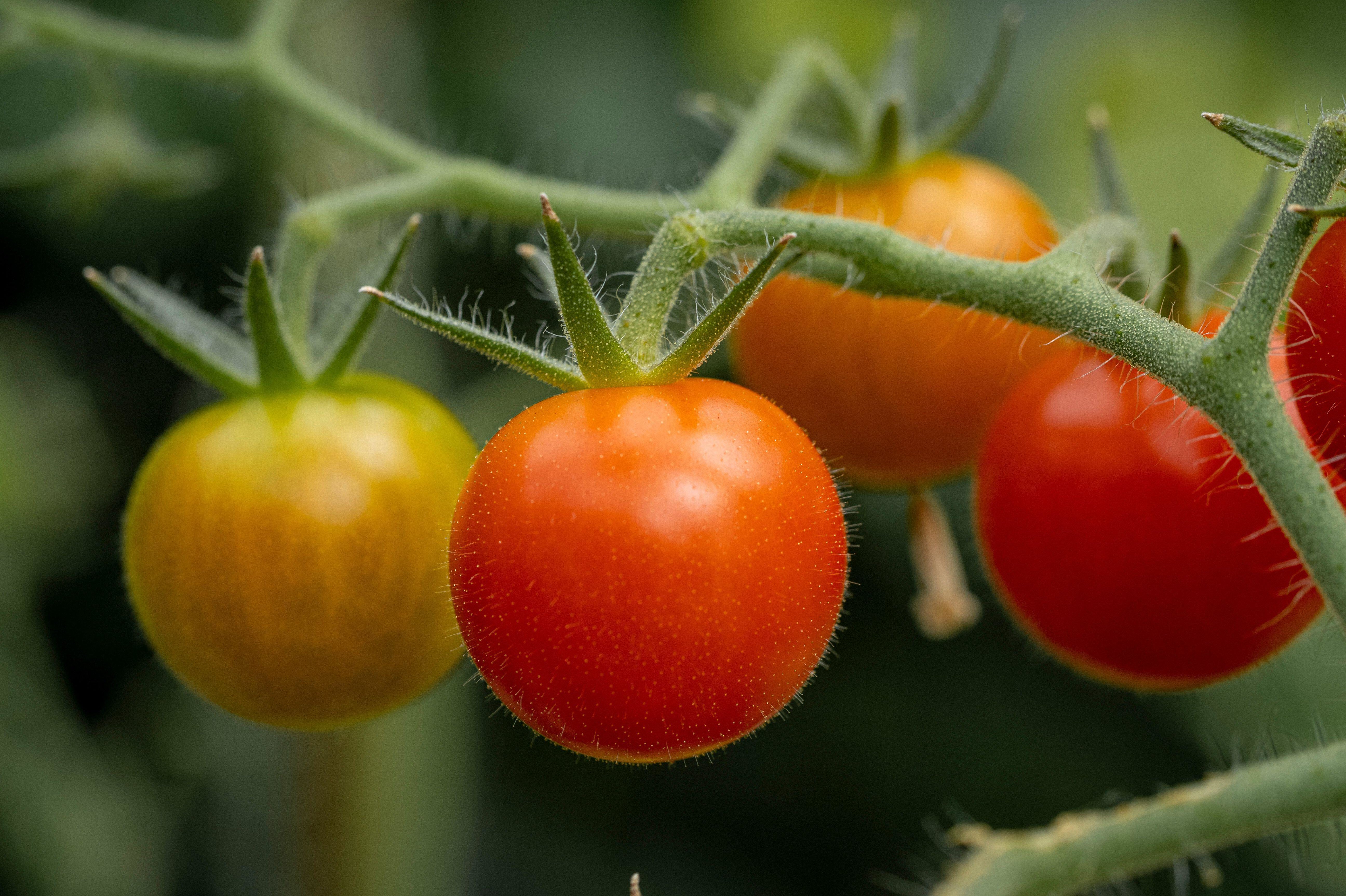Фитофтороз на томатах: фото, как бороться, лечение помидоров и профилактика