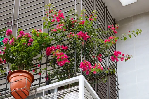 10 лучших цветов, которые подойдут для любого балкона