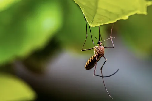 15 растений, которые избавят от комаров