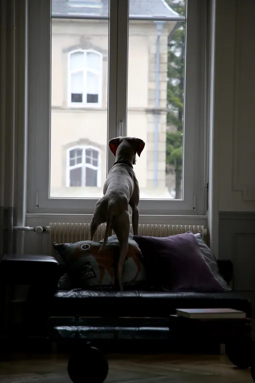 Собака смотрит в окно