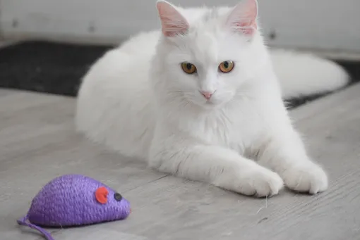 белоснежный кот с игрушечкой мышкой