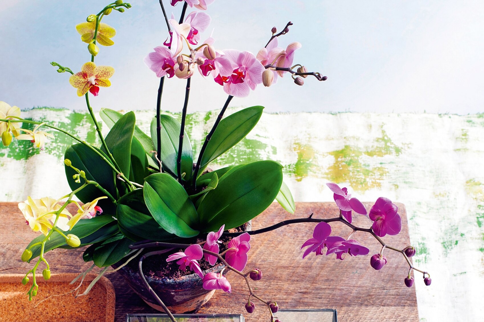 Орхидея: уход в домашних условиях, фото, виды, описание, разведение и посадка